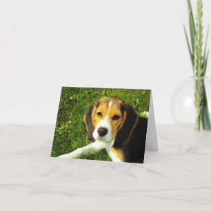 Beagle Puppy Note Card Kort