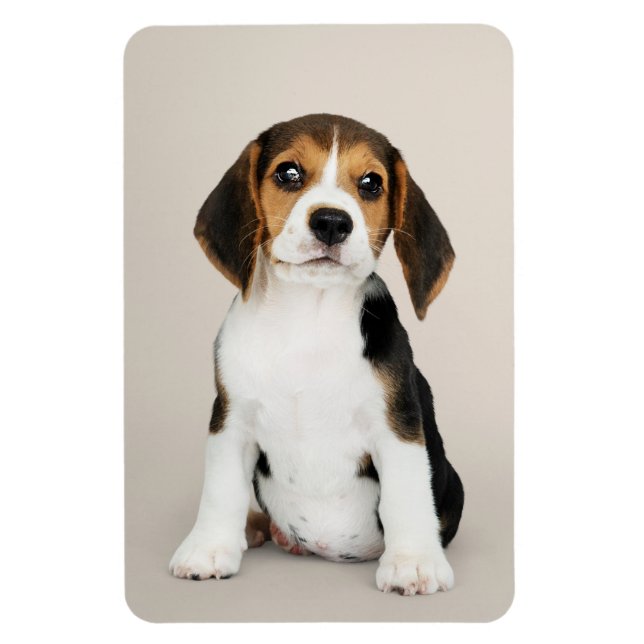 Beagle Puppy, Oh så Cute Magnet (Vertikal)