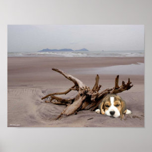 Beagle Puppy på Poster
