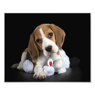 Beagle Puppy Photo Fototryck