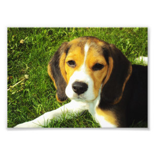 Beagle Puppy Photo Fototryck