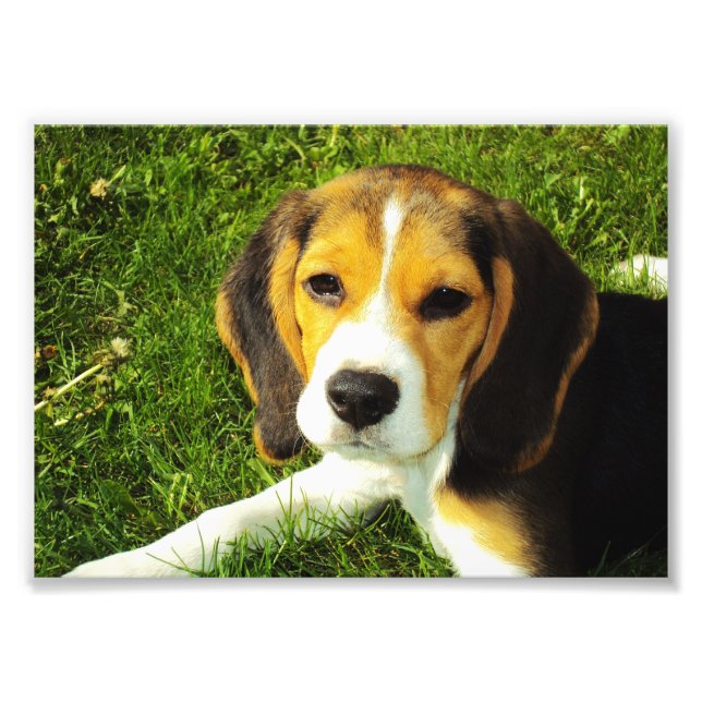 Beagle Puppy Photo Fototryck (Framsidan)
