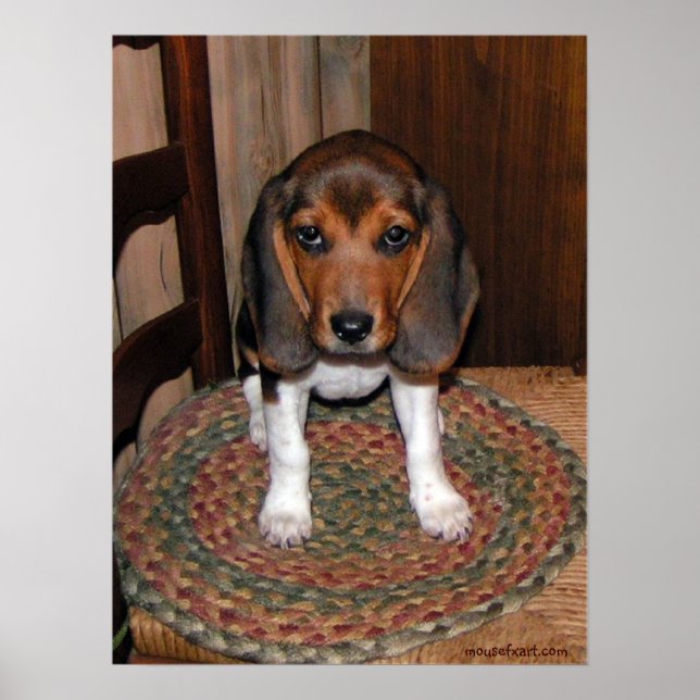 Beagle Puppy Poster (Framsidan)