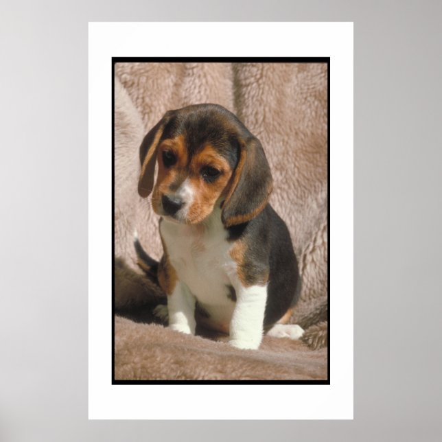 Beagle Puppy Poster (Framsidan)