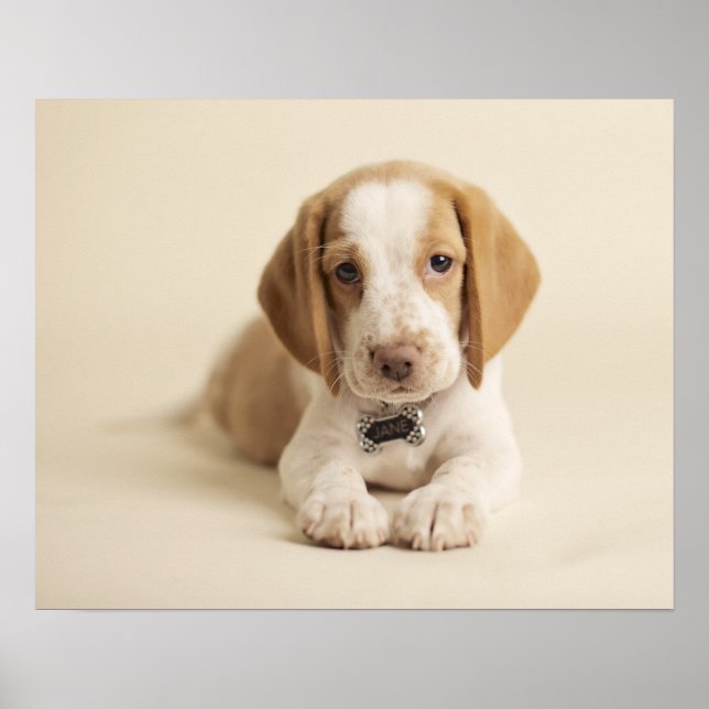 Beagle Puppy Poster (Framsidan)
