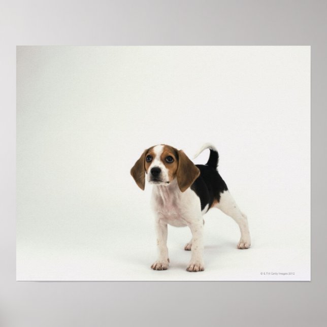 Beagle puppy poster (Framsidan)