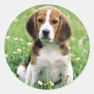 Beagle Puppy Runt Klistermärke