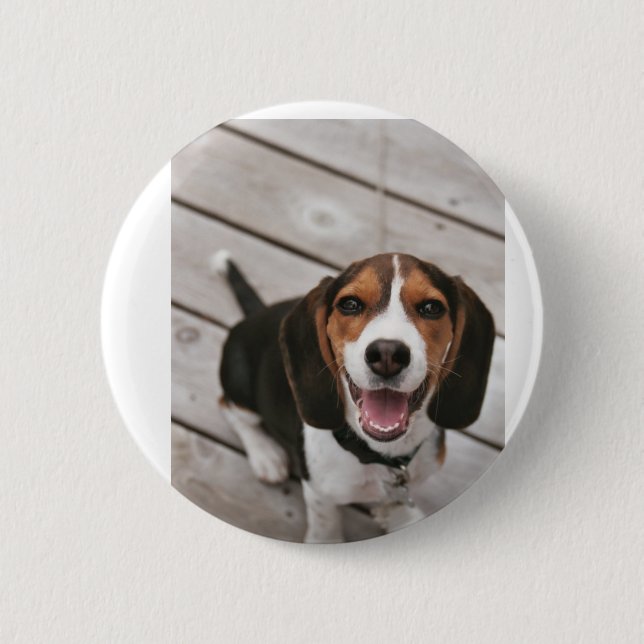 Beagle_puppy sitta knapp (Framsida)