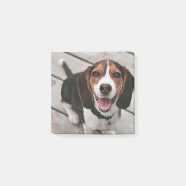 Beagle_puppy sitta post-it block (Framsida)