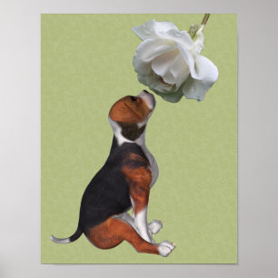 Beagle Puppy Smelling Vit ros Poster