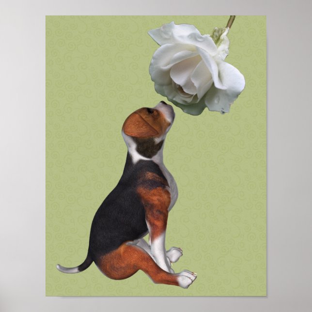 Beagle Puppy Smelling Vit ros Poster (Framsidan)