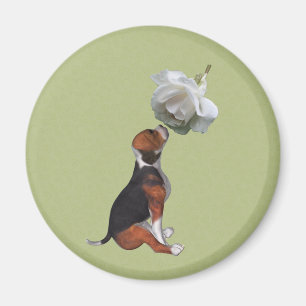 Beagle Puppy Vit ros Animal Magnet