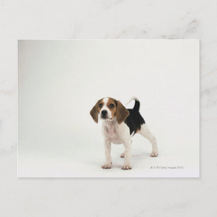 Beagle puppy vykort