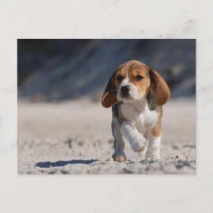 Beagle puppy vykort