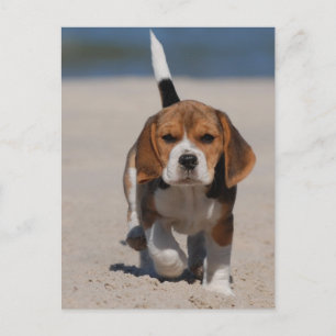 Beagle puppy vykort