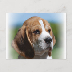 Beagle Puppy-vykort Vykort
