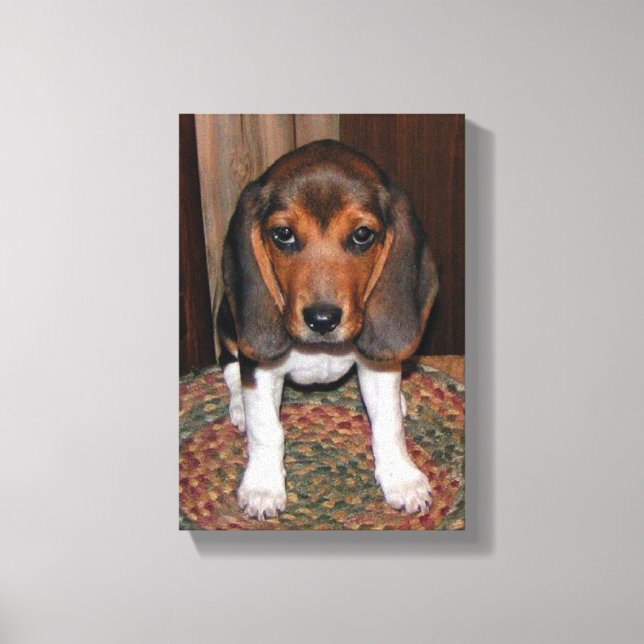 Beagle Puppy Wrapped Canvas (Framsida)