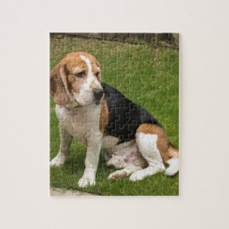 Beagle Pussel