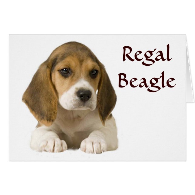 Beagle Regal Card Hälsningskort (Framsidan Horizontal)