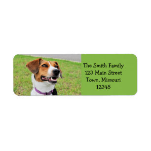 Beagle Returadress Etikett