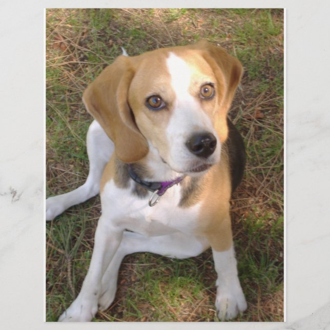 Beagle sitta 2 (Framsida)