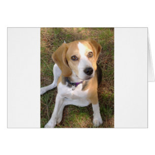 Beagle sitta 2.png hälsningskort