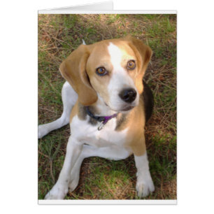 Beagle sitta 2.png hälsningskort
