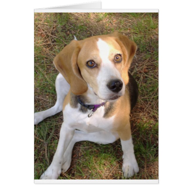 Beagle sitta 2.png hälsningskort (Framsidan)