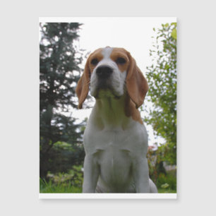 beagle sitta.png