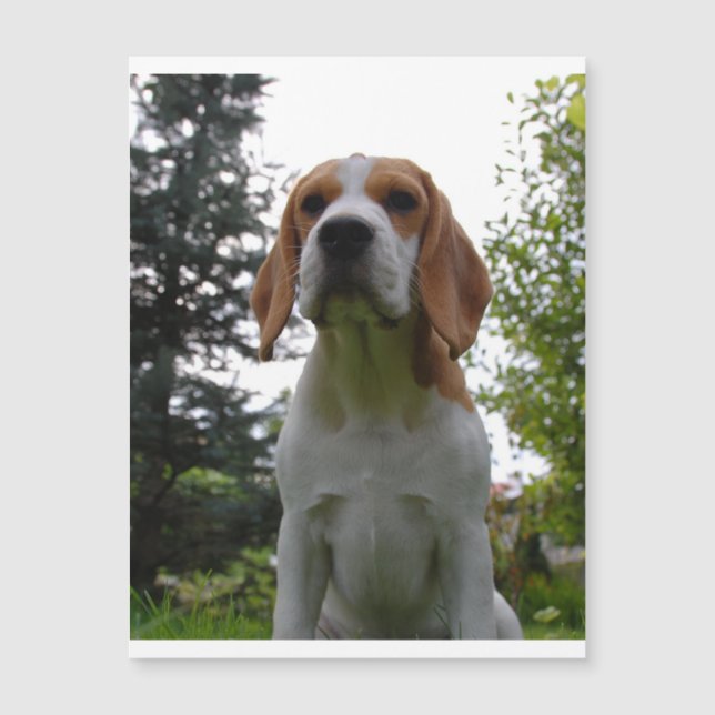 beagle sitta.png (Framsida)