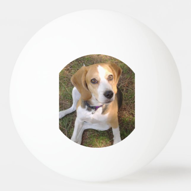 Beagle som sitter 2 pingisboll (Framsidan)