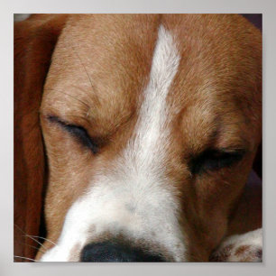 Beagle som ta sig en lur trycket poster