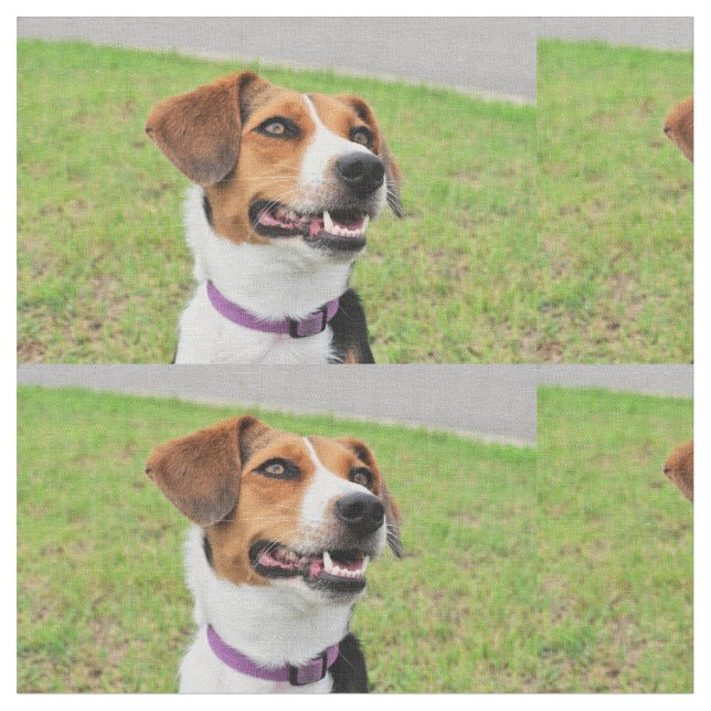 Beagle Tyg (Närbild)