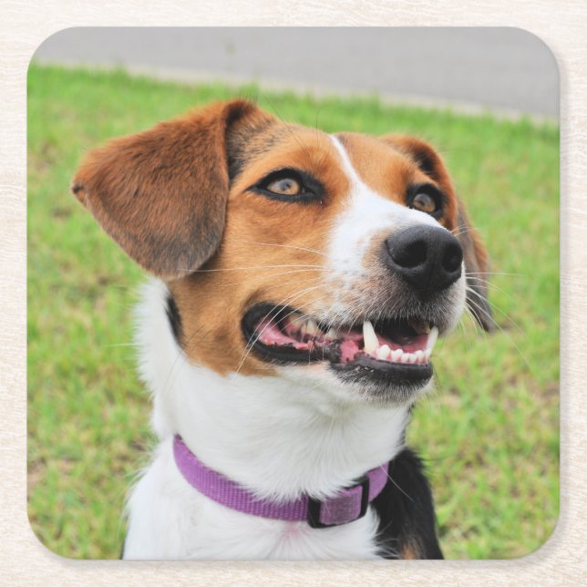 Beagle Underlägg Papper Kvadrat (Framsidan)