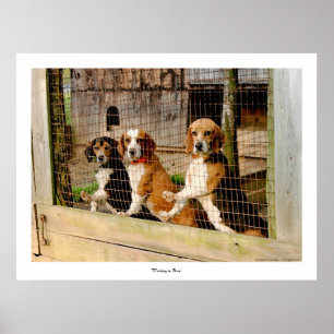 Beagle-utskrift väntar på Springa Poster