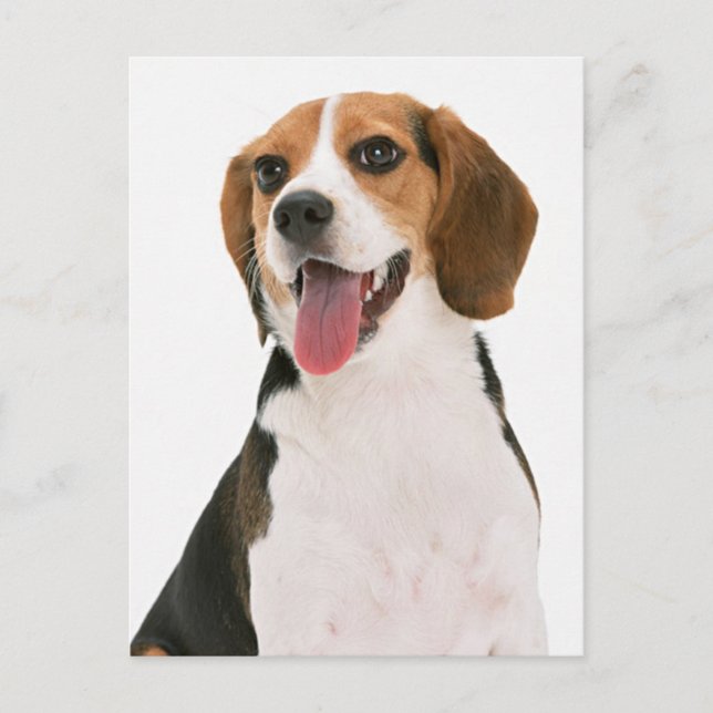 Beagle Valp Hund Välkomst Postkort Vykort (Framsida)