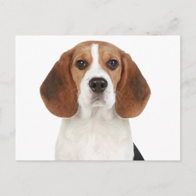 Beagle Valp Hund Välkomst Postkort Vykort (Framsida)