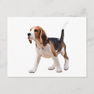 Beagle Valp Hund Välkomst Postkort Vykort