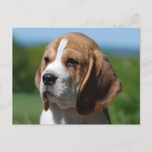 Beagle Valp Hund Välkomst Postkort Vykort (Framsida)