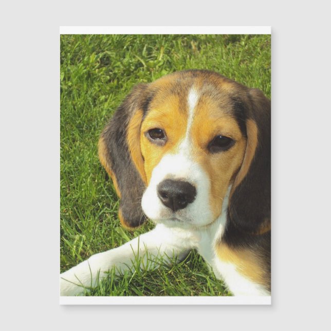 beagle-valp.png (Framsida)