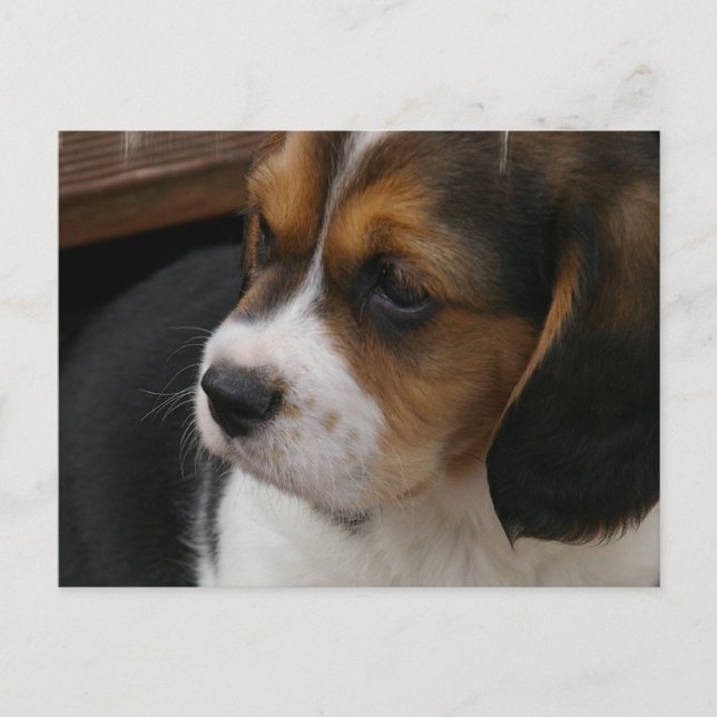 Beagle Valp Postcard Vykort (Framsida)