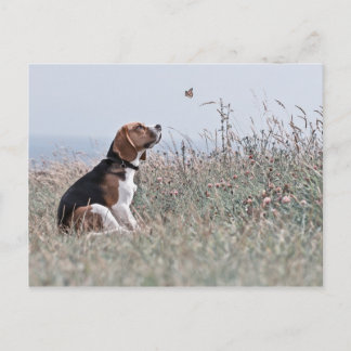 Beagle Vykort