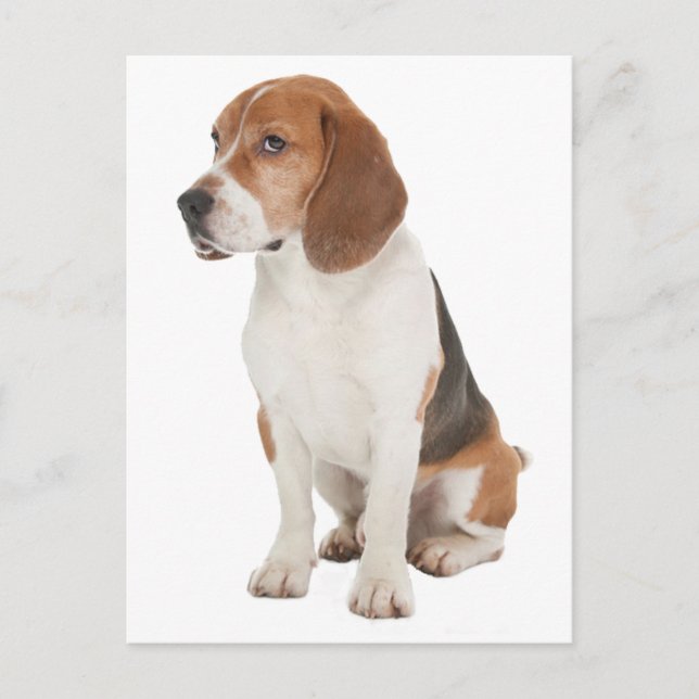 Beagle Vykort (Framsida)