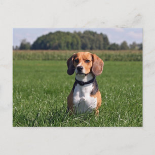 beagle vykort