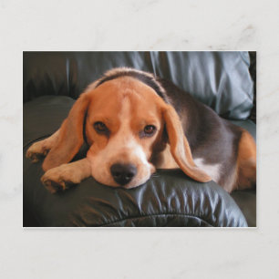 Beagle Vykort