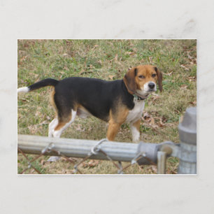 Beagle Vykort