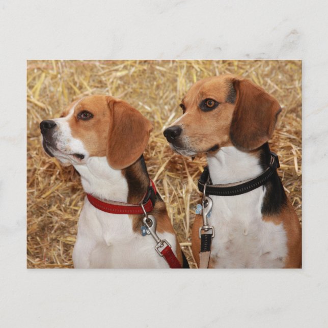 beagle vykort (Framsida)