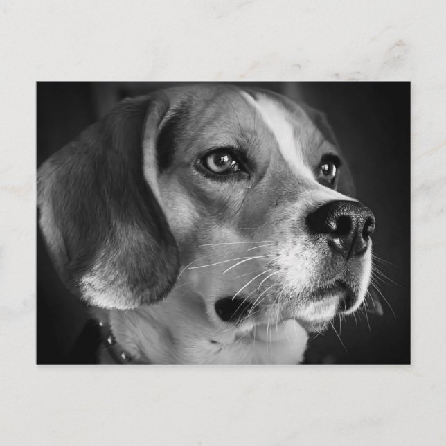 Beagle Vykort (Framsida)
