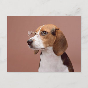 Beagle Vykort