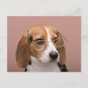 Beagle Vykort
